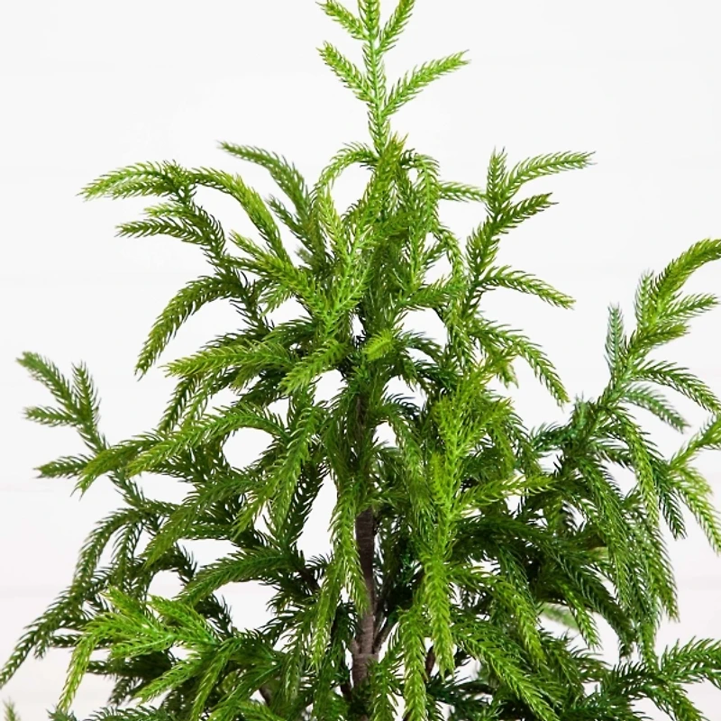 Norfolk Pine Potted Tree, 4 ft.
