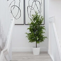 Norfolk Pine Potted Tree, 4 ft.