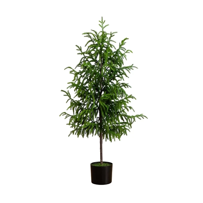 Norfolk Pine Potted Tree, 4 ft.