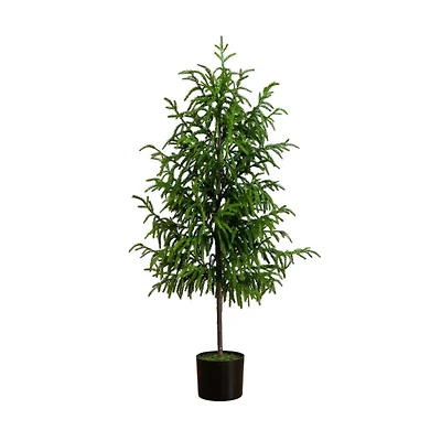 Norfolk Pine Potted Tree, 4 ft.