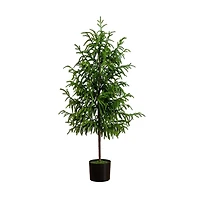 Norfolk Pine Potted Tree, 4 ft.
