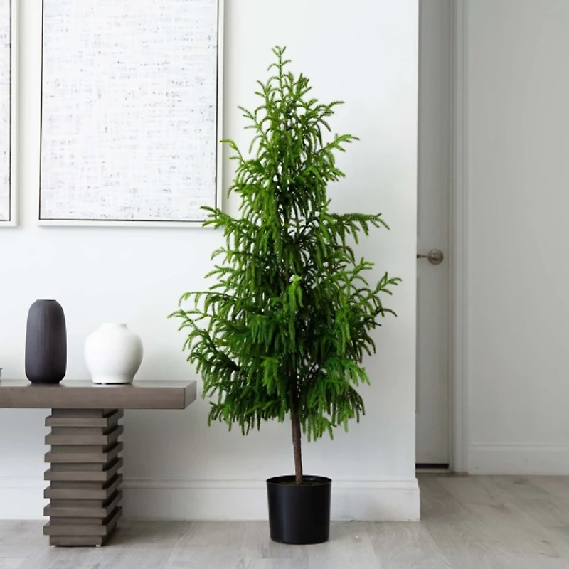 Norfolk Pine Potted Tree, 5 ft.