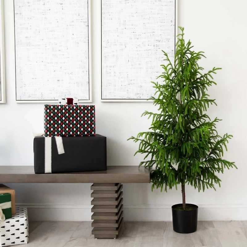 Norfolk Pine Potted Tree, 5 ft.