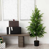 Norfolk Pine Potted Tree, 5 ft.