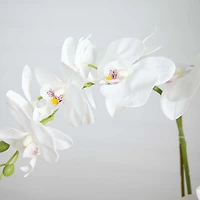 Real Touch Faux Orchid Arrangement