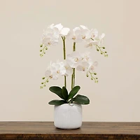 Real Touch Faux Orchid Arrangement
