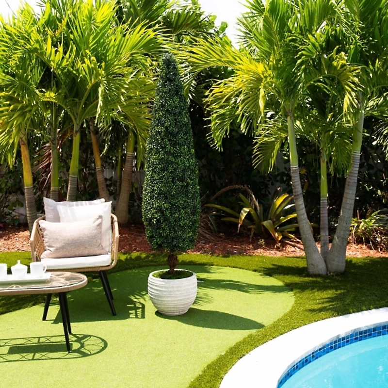 Trimmed Boxwood in Black Planter
