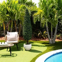 Trimmed Boxwood in Black Planter