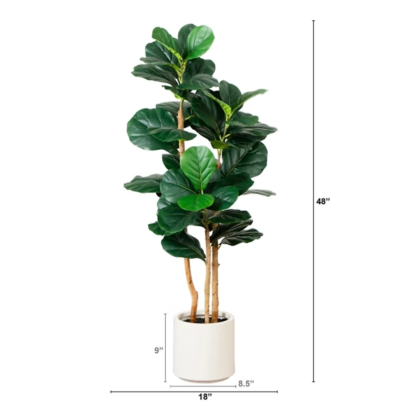 Fiddle Tree In White Planter