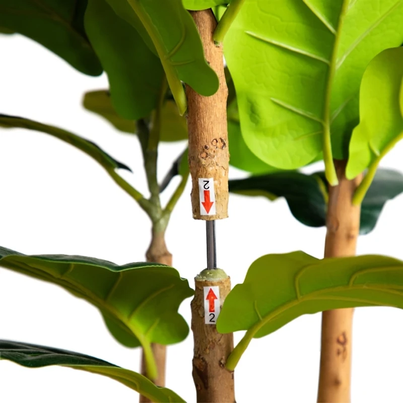 Fiddle Tree In White Planter