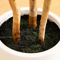 Fiddle Tree In White Planter