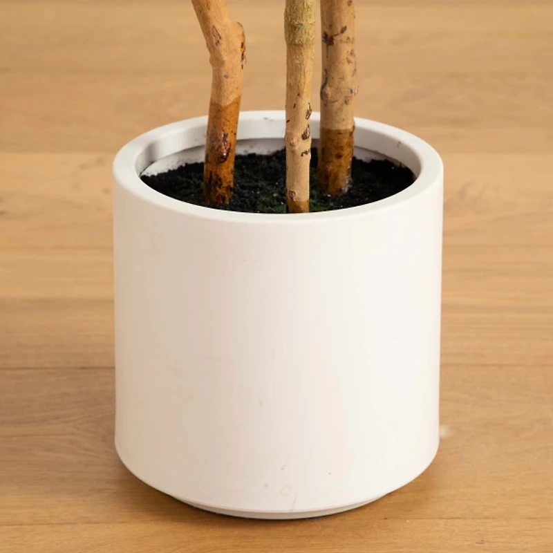 Fiddle Tree In White Planter