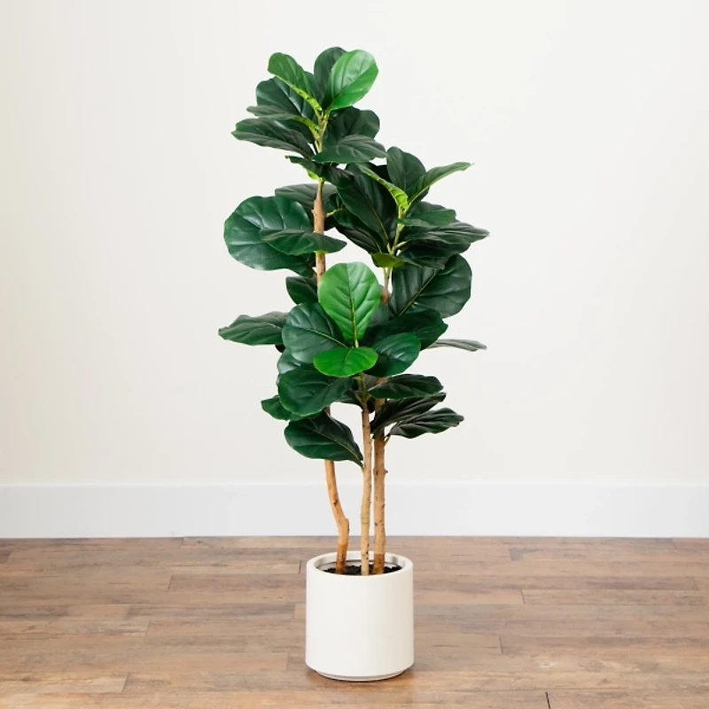 Fiddle Tree In White Planter
