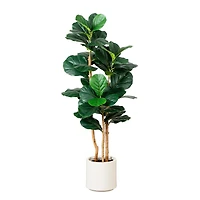 Fiddle Tree In White Planter