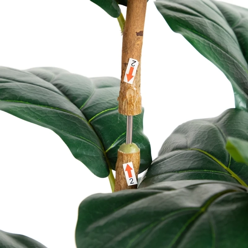 Fiddle Tree In White Planter