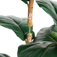 Fiddle Tree In White Planter