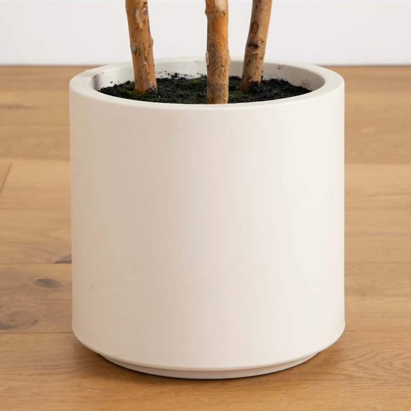 Fiddle Tree In White Planter