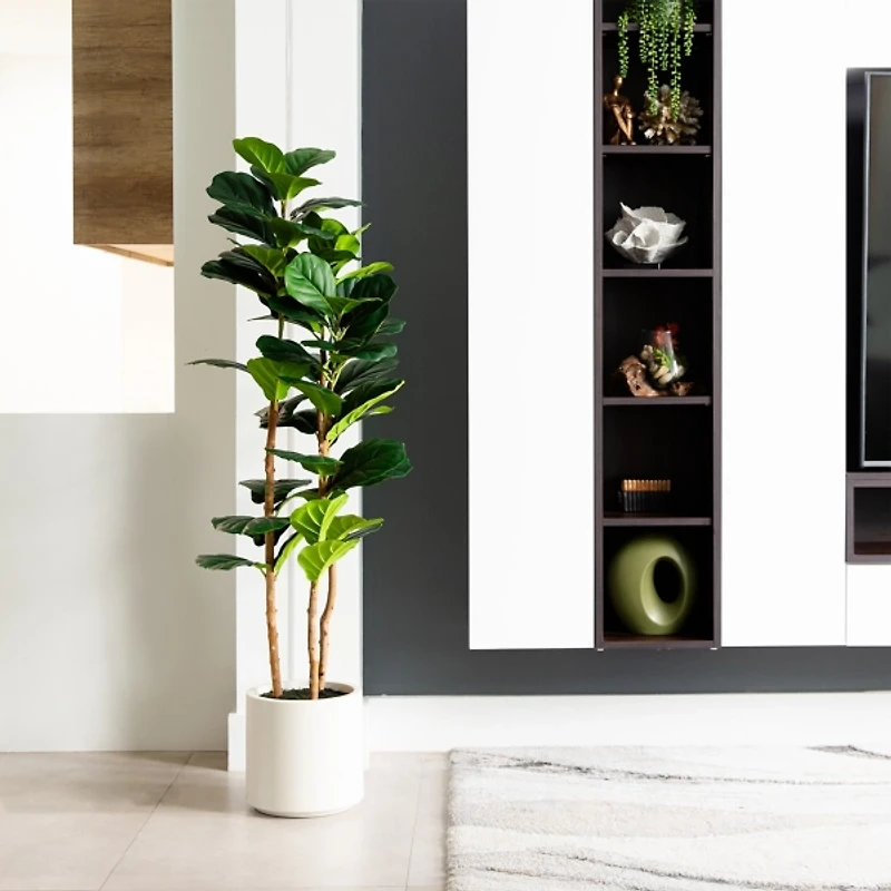 Fiddle Tree In White Planter