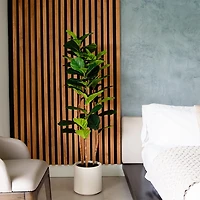 Fiddle Tree In White Planter