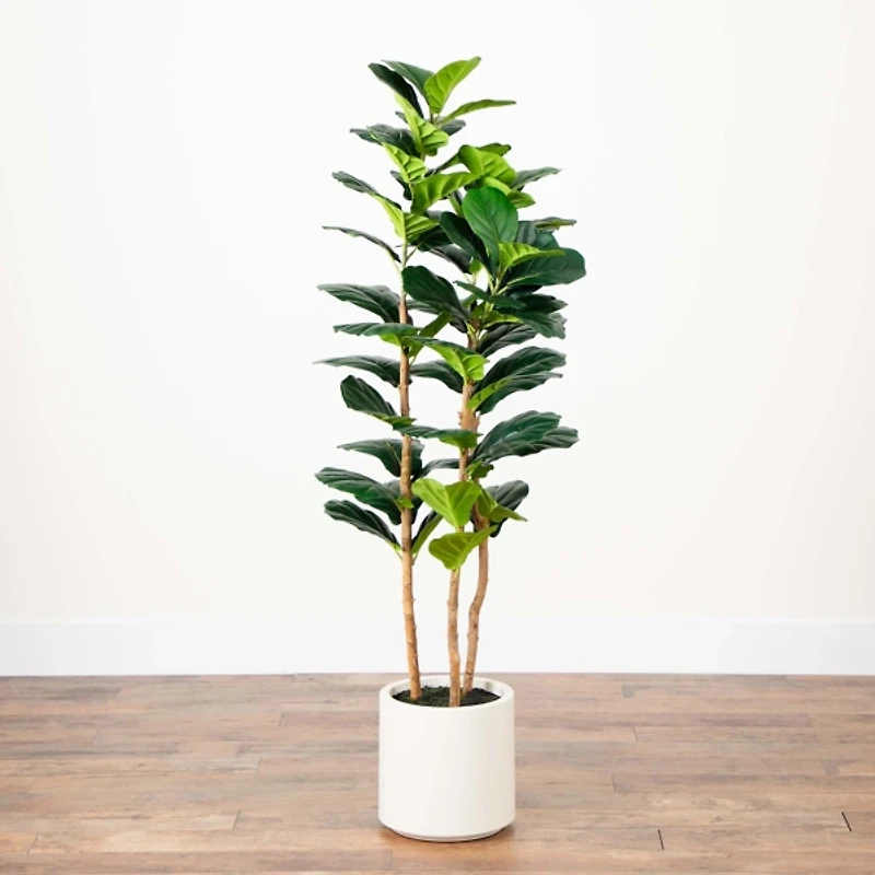 Fiddle Tree In White Planter