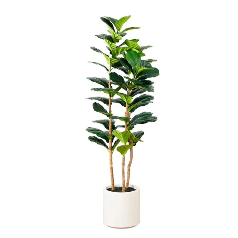 Fiddle Tree In White Planter