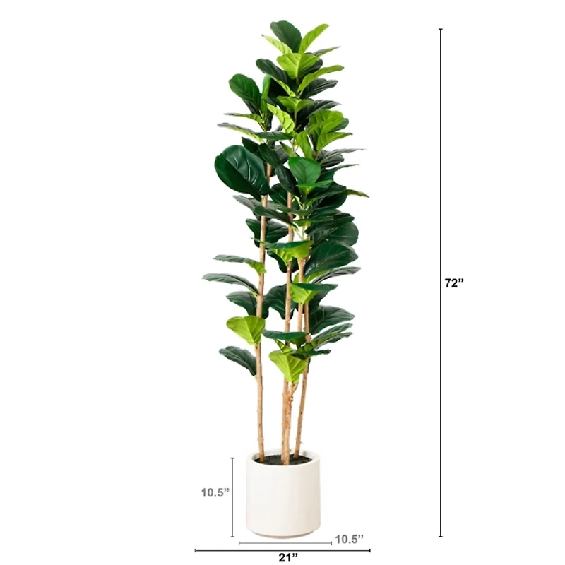 Fiddle Tree In White Planter