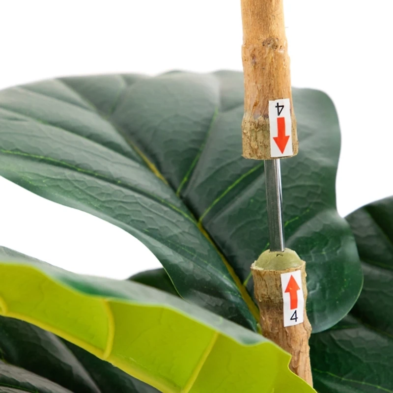 Fiddle Tree In White Planter