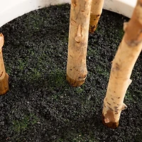 Fiddle Tree In White Planter