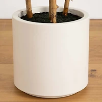 Fiddle Tree In White Planter