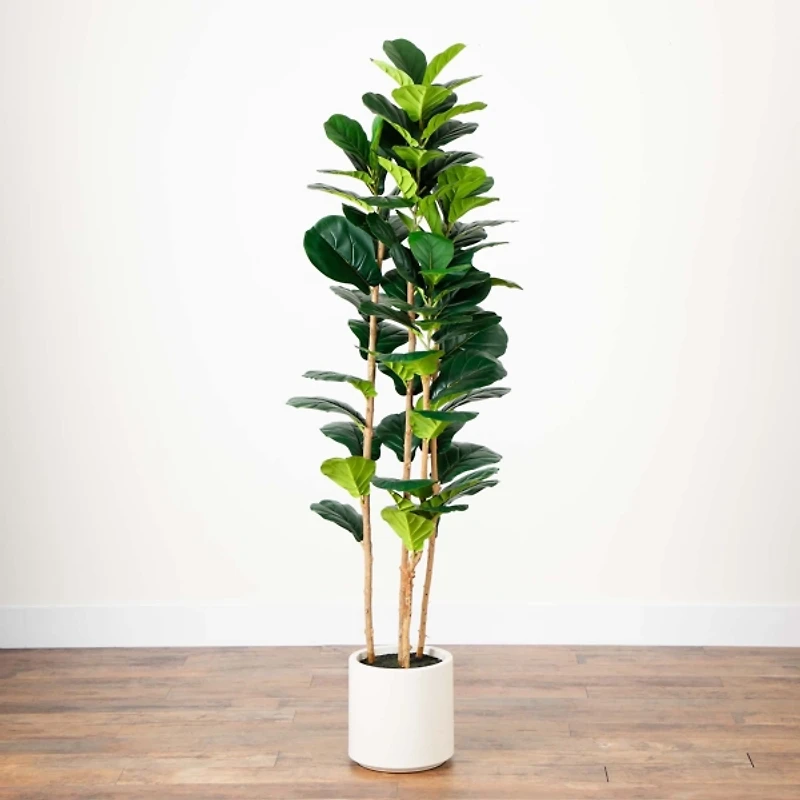 Fiddle Tree In White Planter