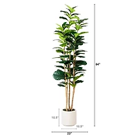 Fiddle Tree In White Planter, 7 ft.