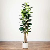 Fiddle Tree In White Planter, 7 ft.