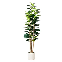 Fiddle Tree In White Planter, 7 ft.