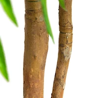 Real Touch Willow Tree in Black Planter, 5 ft.