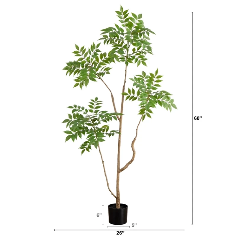 Green Pieris Tree in Black Planter