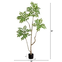 Green Pieris Tree in Black Planter