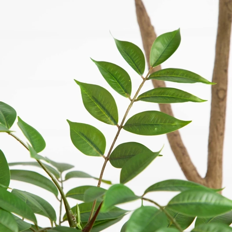 Green Pieris Tree in Black Planter