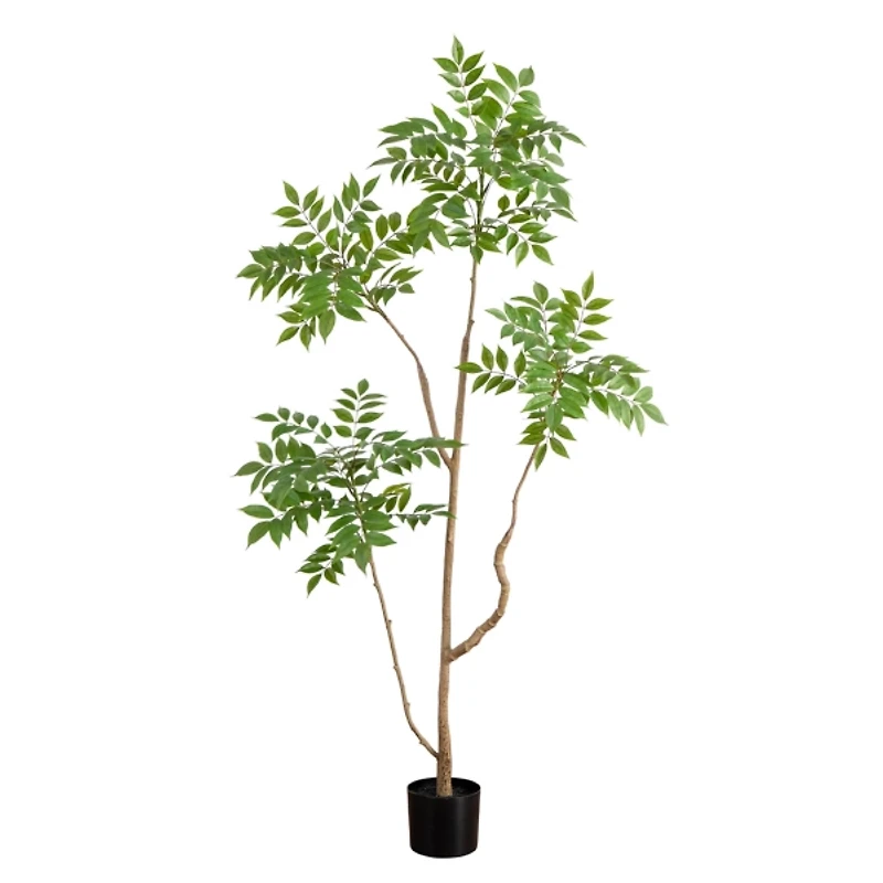 Green Pieris Tree in Black Planter