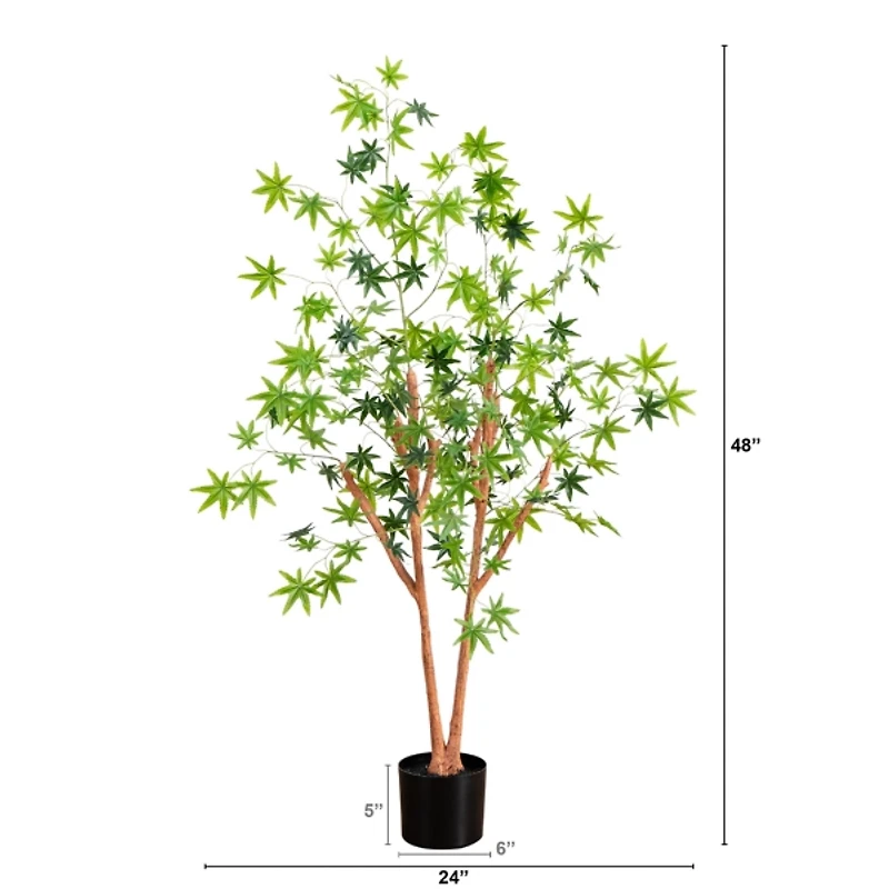 Green Maple Tree in Black Planter
