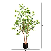 Green Maple Tree in Black Planter