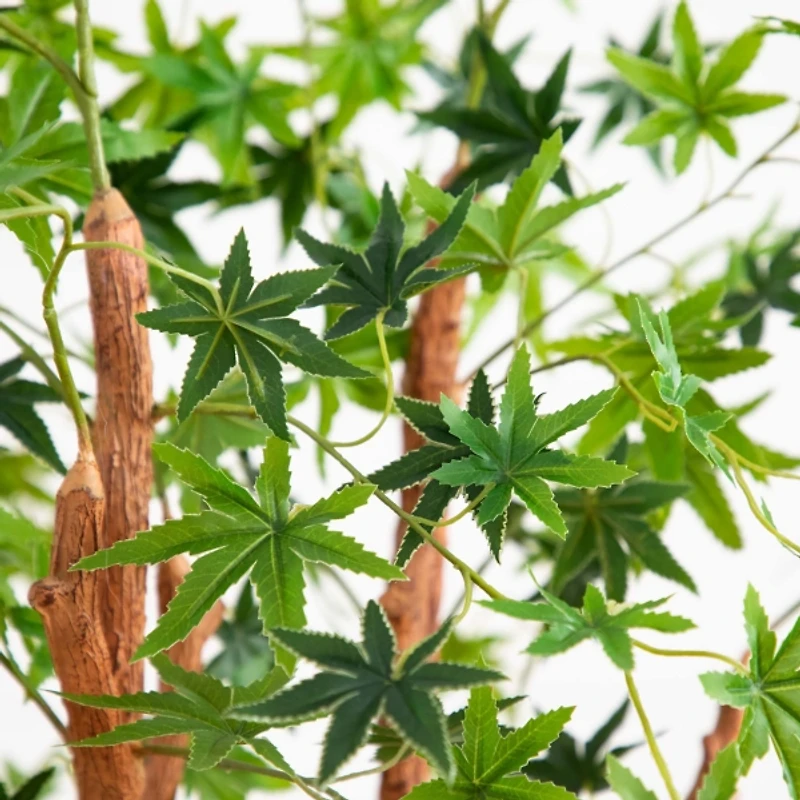 Green Maple Tree in Black Planter