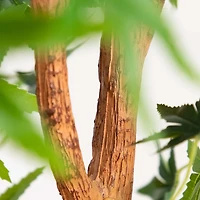 Green Maple Tree in Black Planter