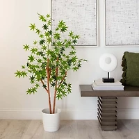 Green Maple Tree in Black Planter