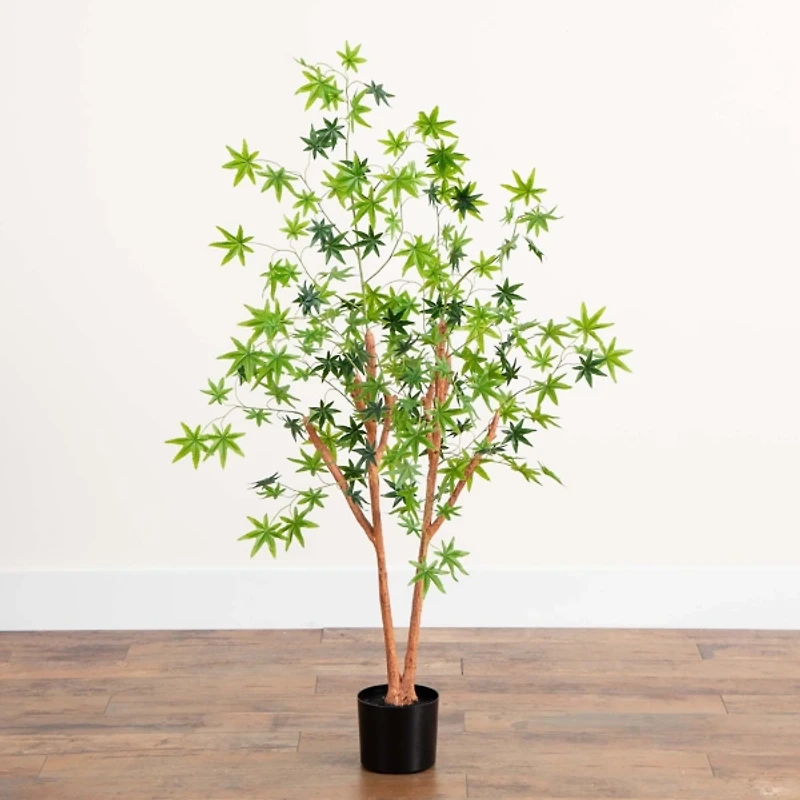 Green Maple Tree in Black Planter