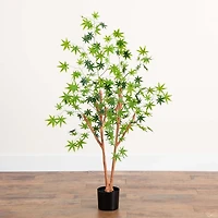 Green Maple Tree in Black Planter