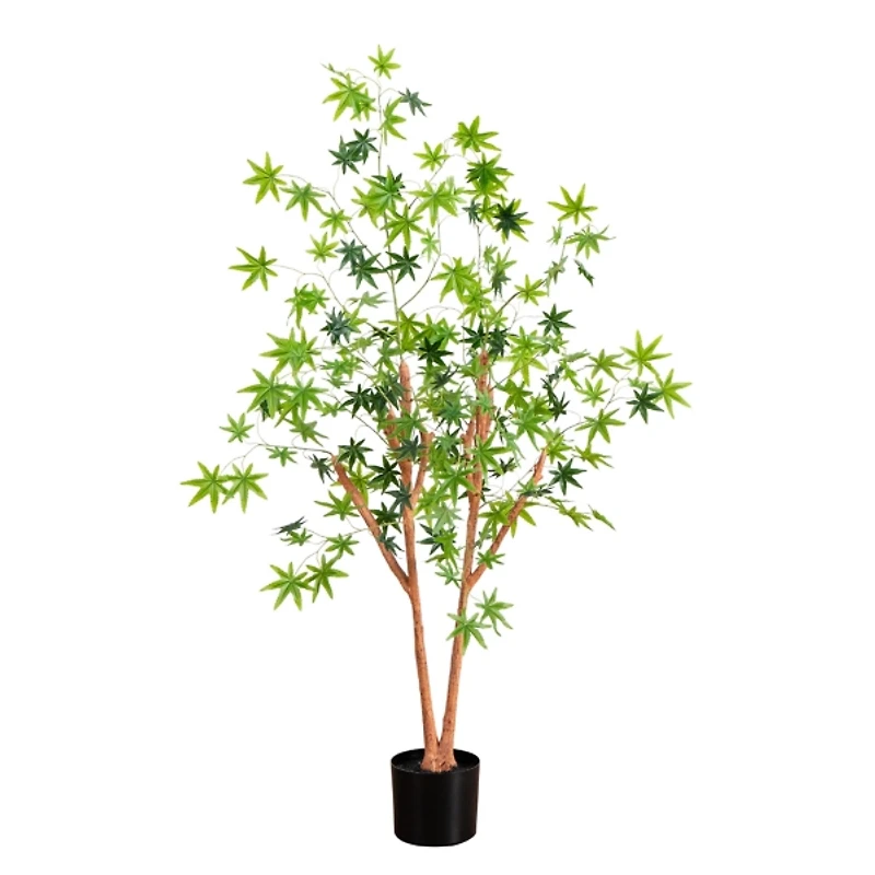 Green Maple Tree in Black Planter