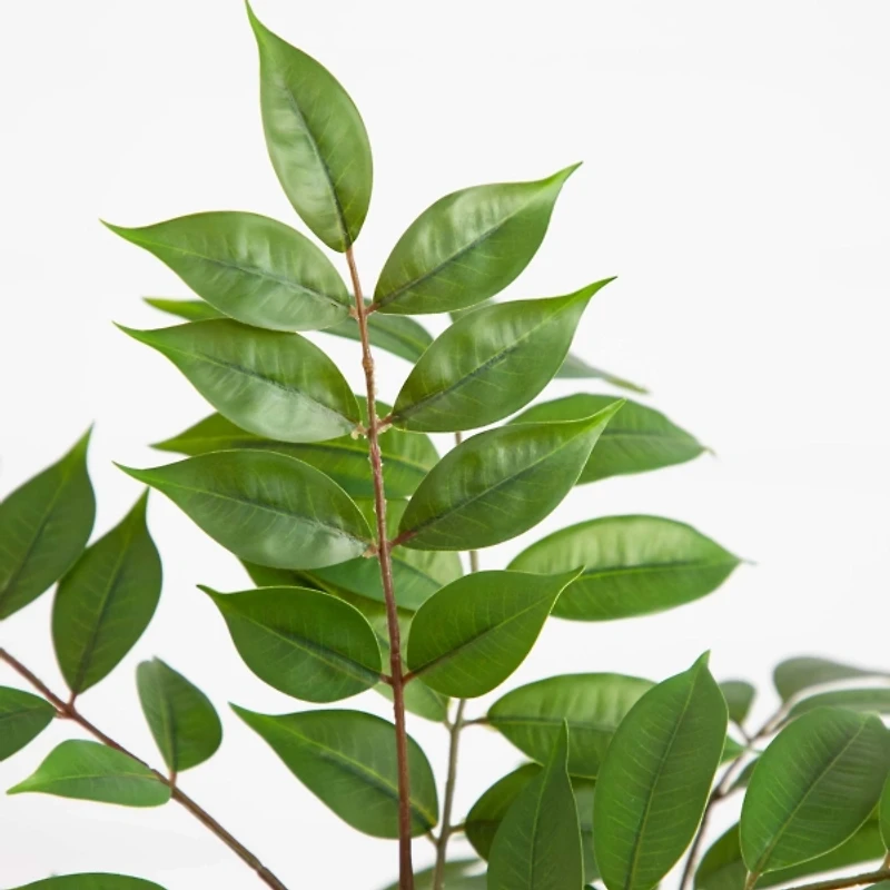 3.5 ft. Sumac Tree in Nursery Planter