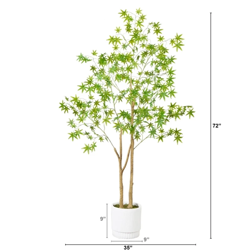 Green Maple Tree in White Planter