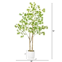 Green Maple Tree in White Planter