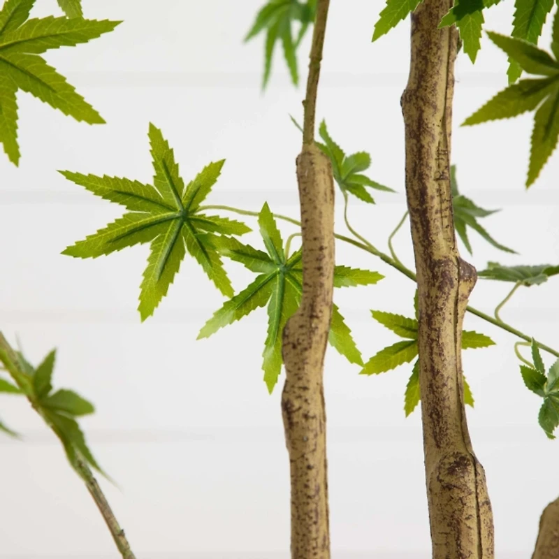 Green Maple Tree in White Planter
